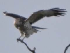 Circaetus