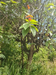 Cordia sebestena