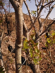 Erythrina lysistemon