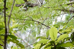 Phylloscopus proregulus