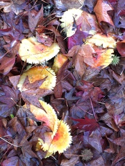 Amanita muscaria flavivolvata
