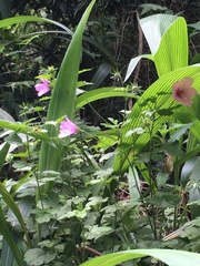 Hibiscus pedunculatus
