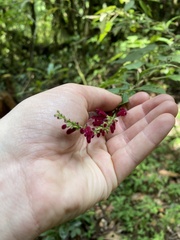 Salvia iodantha
