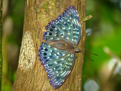 Dichorragia nesimachus