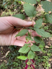 Salvia iodantha