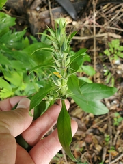 Barleria prionitis
