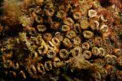 Cladocora caespitosa