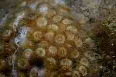 Cladocora caespitosa