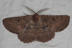 Aphilopota subalbata