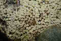 Cladocora caespitosa