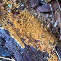 Botryobasidium aureum