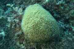 Cladocora caespitosa