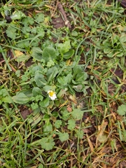 Bellis perennis