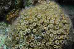 Cladocora caespitosa