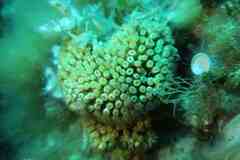 Cladocora caespitosa