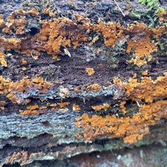 Botryobasidium aureum