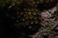 Cladocora caespitosa