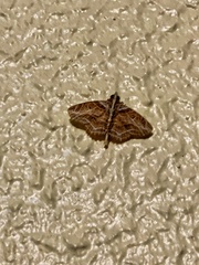 Antiblemma phaedra