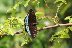 Tanaecia whiteheadi
