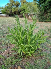 Leonotis leonurus