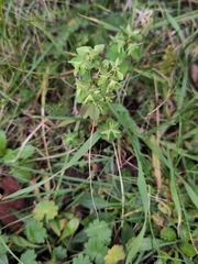 Euphorbia peplus