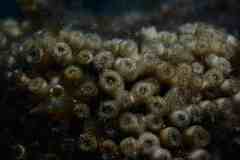 Cladocora caespitosa