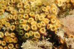 Cladocora caespitosa