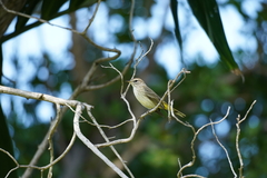 Vireo magister