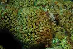 Cladocora caespitosa