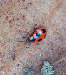 Endomychus coccineus