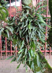 Pleopeltis macrocarpa