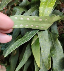 Pleopeltis macrocarpa