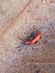 Endomychus coccineus