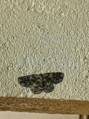 Hymenomima memor