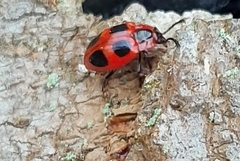 Endomychus coccineus