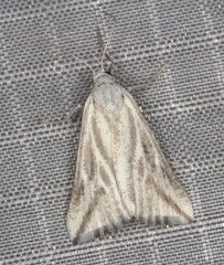 Argyrophora variabilis