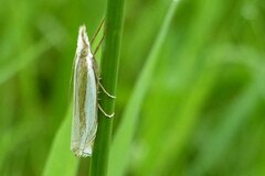Crambus pascuella