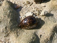 Cypraea tigris