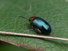 Psylliodes tricolor