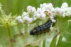 Depressaria daucella