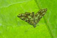 Elophila nymphaeata