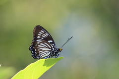 Euripus nyctelius