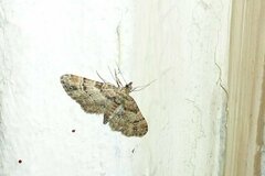Gymnoscelis rufifasciata