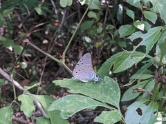 Pseudolycaena marsyas