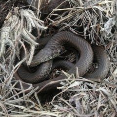 Psammophis brevirostris