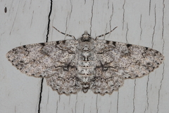 Ascotis reciprocaria