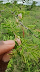 Dichrostachys cinerea