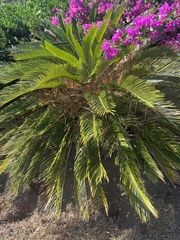 Cycas revoluta