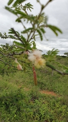 Dichrostachys cinerea