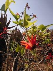 Erythrina lysistemon